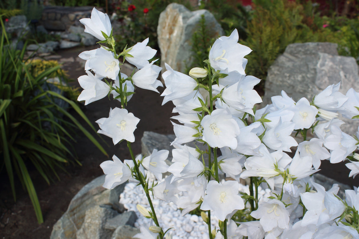 500 White PEACH LEAVED BELLFLOWER Campanula Persicifolia Flower Seeds
