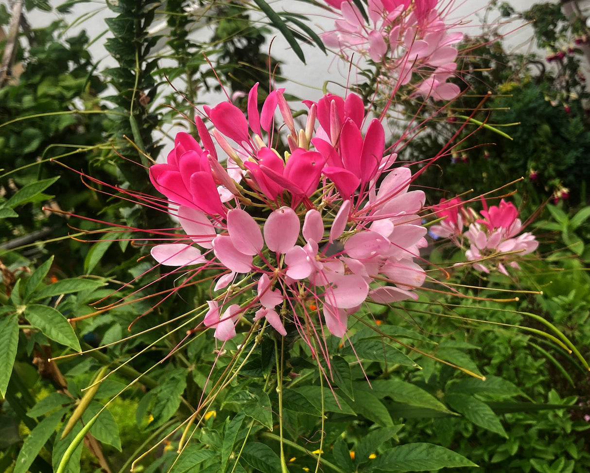200 ROSE QUEEN CLEOME Hassleriana Spinosa Pink Spider Flower Seeds