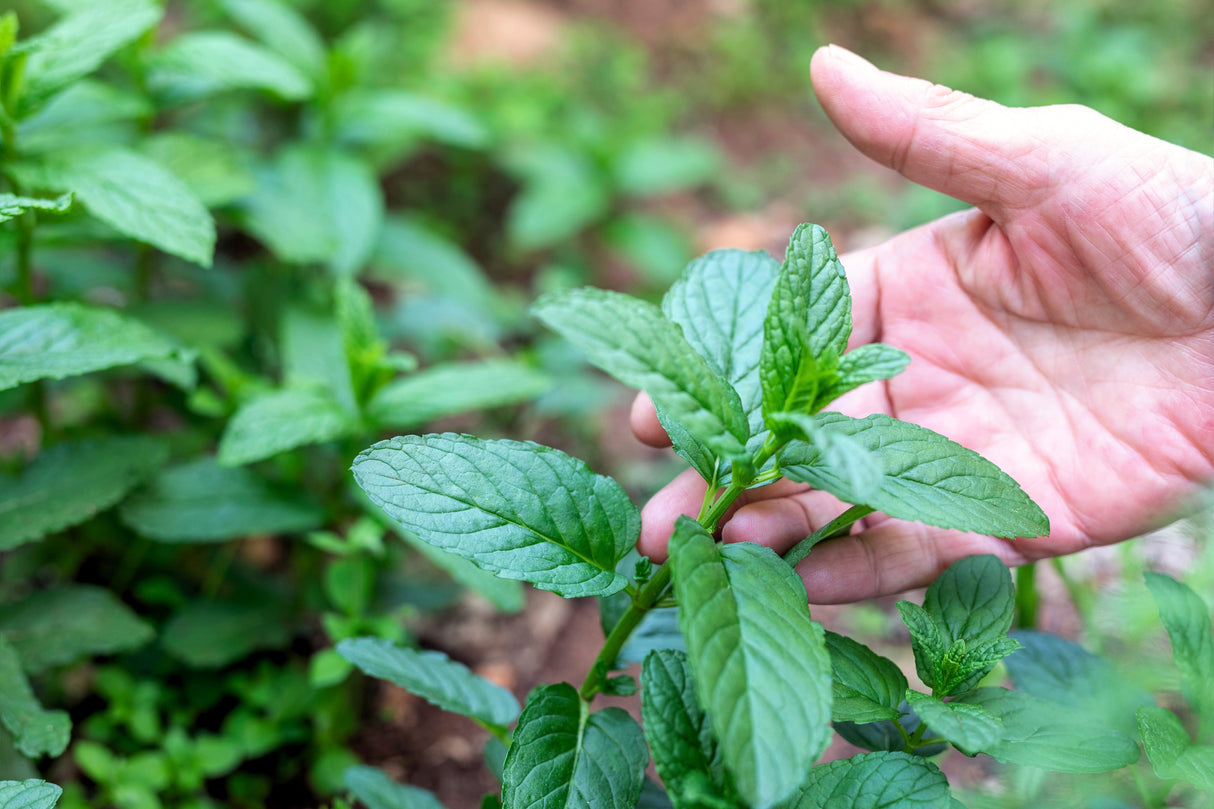 500 SPEARMINT (English Mint) Mentha Spicata Herb Flower Seeds