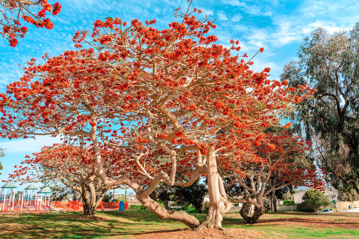 10 RED SILK COTTON Tree Bombax Ceiba Kapok Tropical Flower Seeds