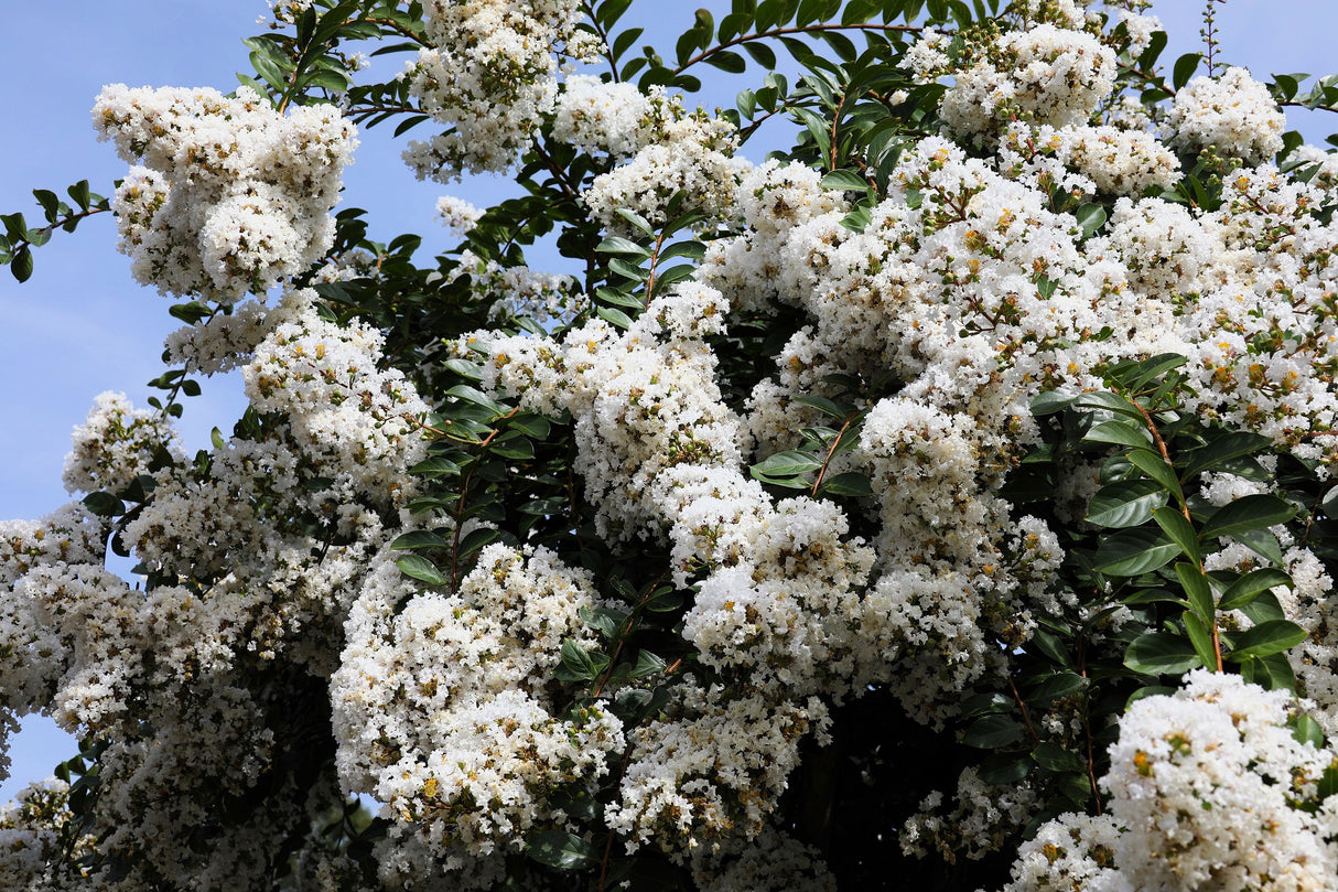 50 MIXED CREPE MYRTLE Lagerstroemia Indica Tree Shrub Crape 6 Color Mix - Red, Purple, Light Pink, Dark Pink, White, & Lilac Flower Seeds