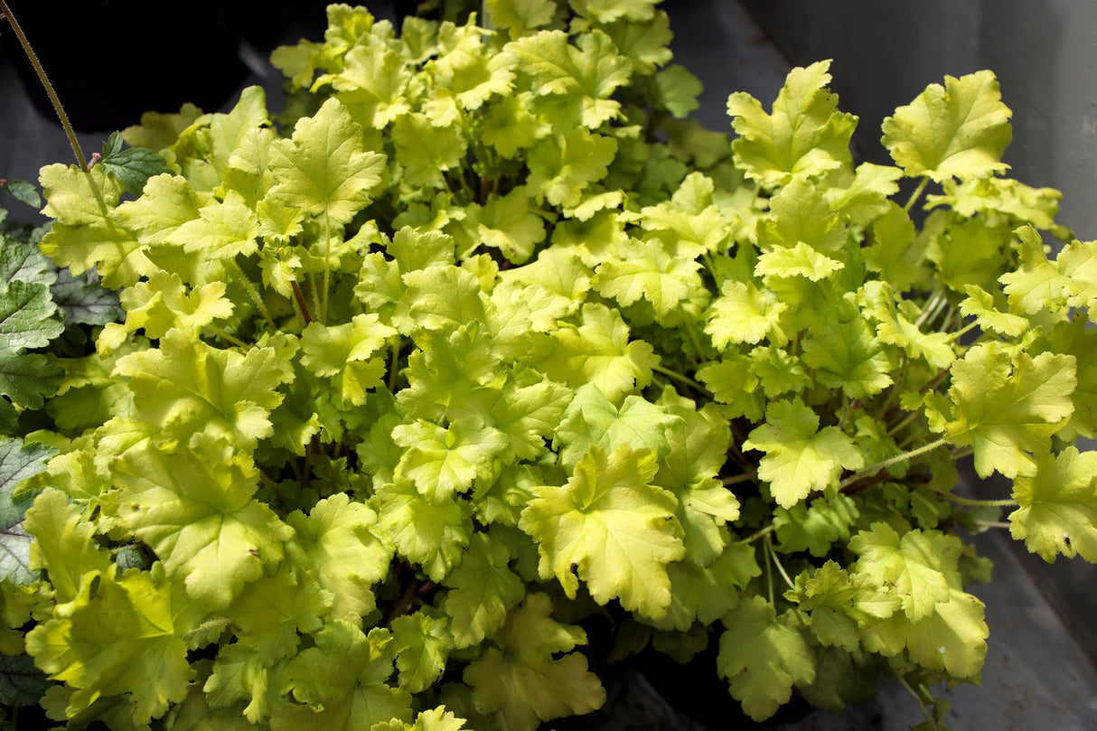 1200 Mixed Colors CORAL BELLS HEUCHERA Shade Flower Seeds