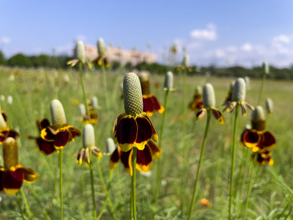 500 MEXICAN HAT Ratibida Columnaris Columnifera Red & Yellow Native Flower Seeds