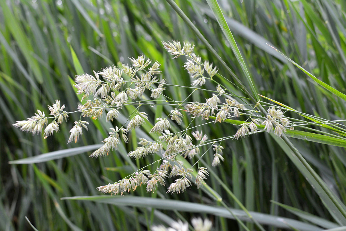 3000 QUICKDRAW ORCHARDGRASS Cat Grass Petgrass Cocksfoot Cool-Season Sun or Shade Dactylis GlomerataPerennial Bunchgrass Quick Draw Grass Seeds