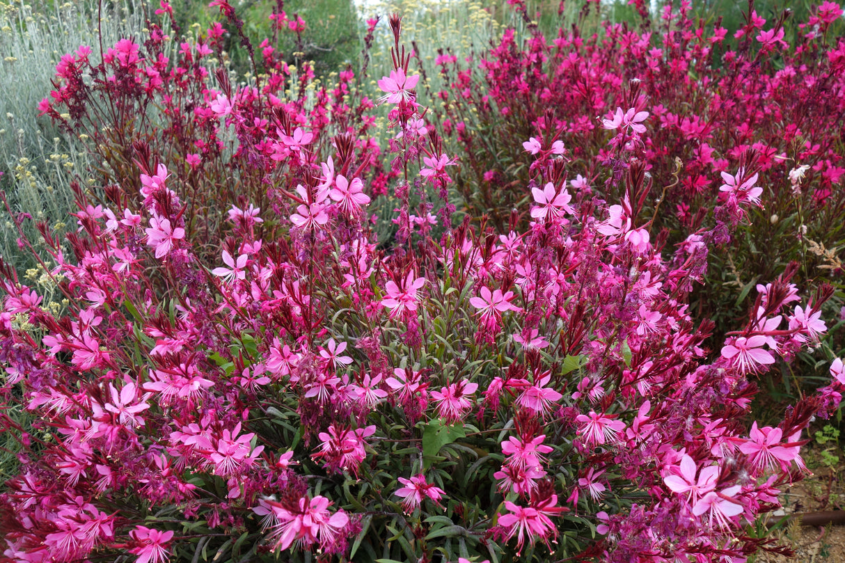 100 Pink GAURA WHIRLING BUTTERFLIES Gaura Biennis Flower Seeds