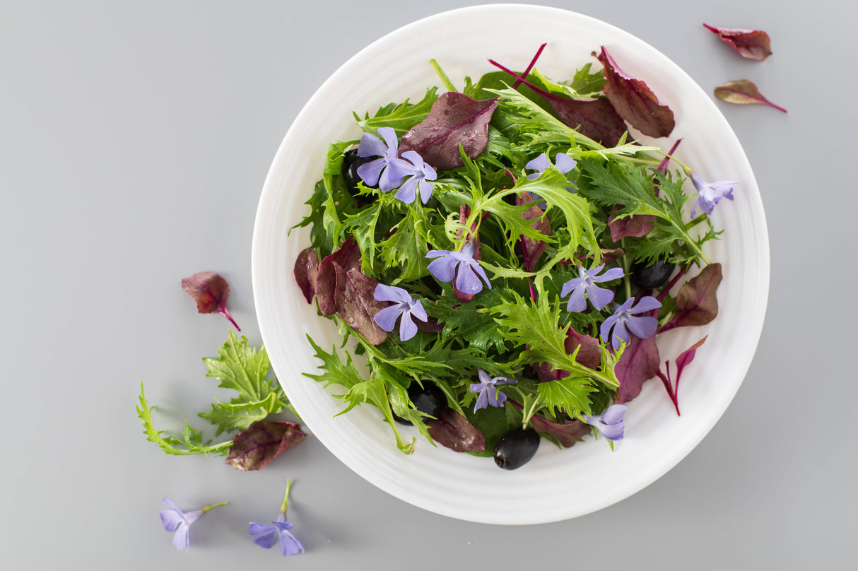 1000 GREEN MIZUNA MUSTARD Japanese Greens Brassica Juncea Herb Vegetable Seeds
