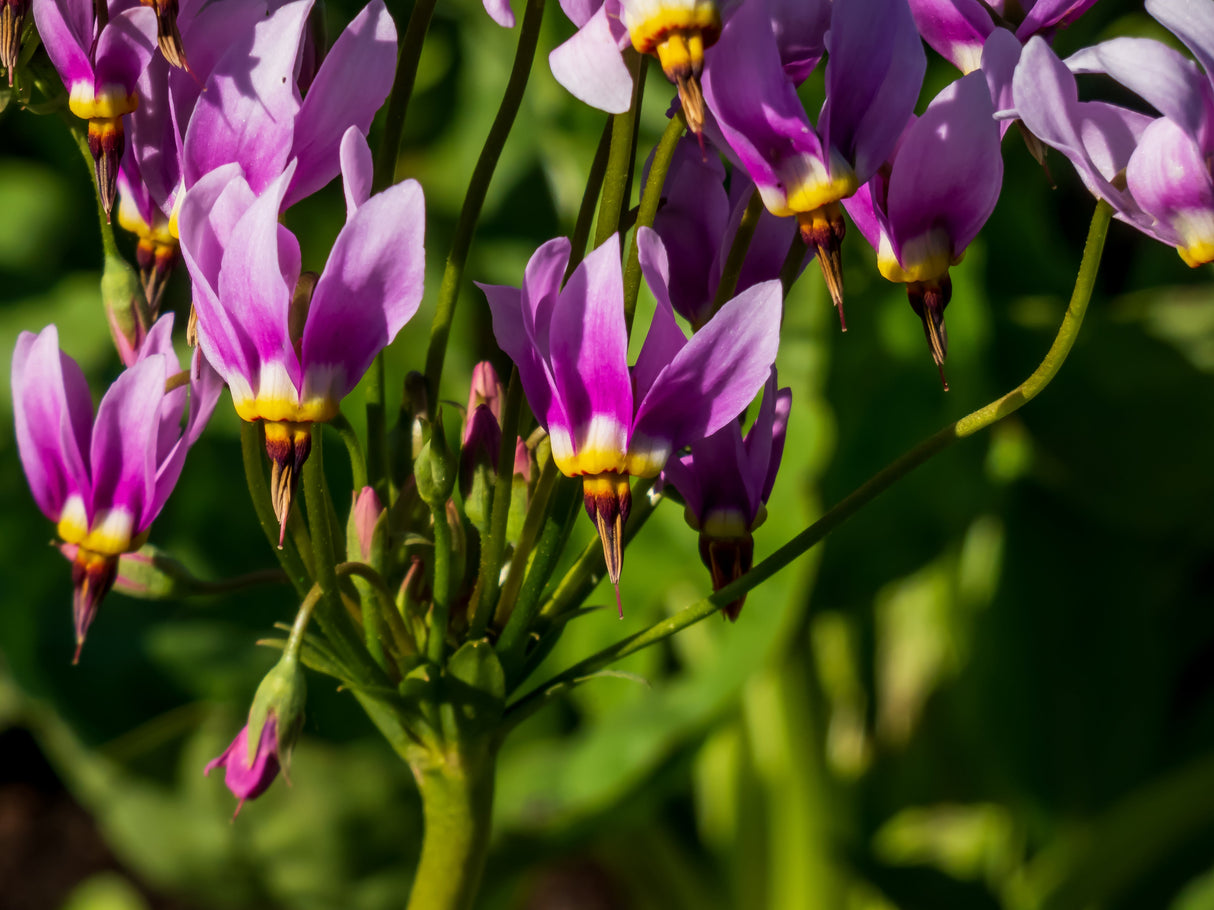 25 MIDLAND SHOOTING STAR (Flamingo Flower / Birds Bills / Prairie Pointer) Dodecatheon Meadia Flower Seeds