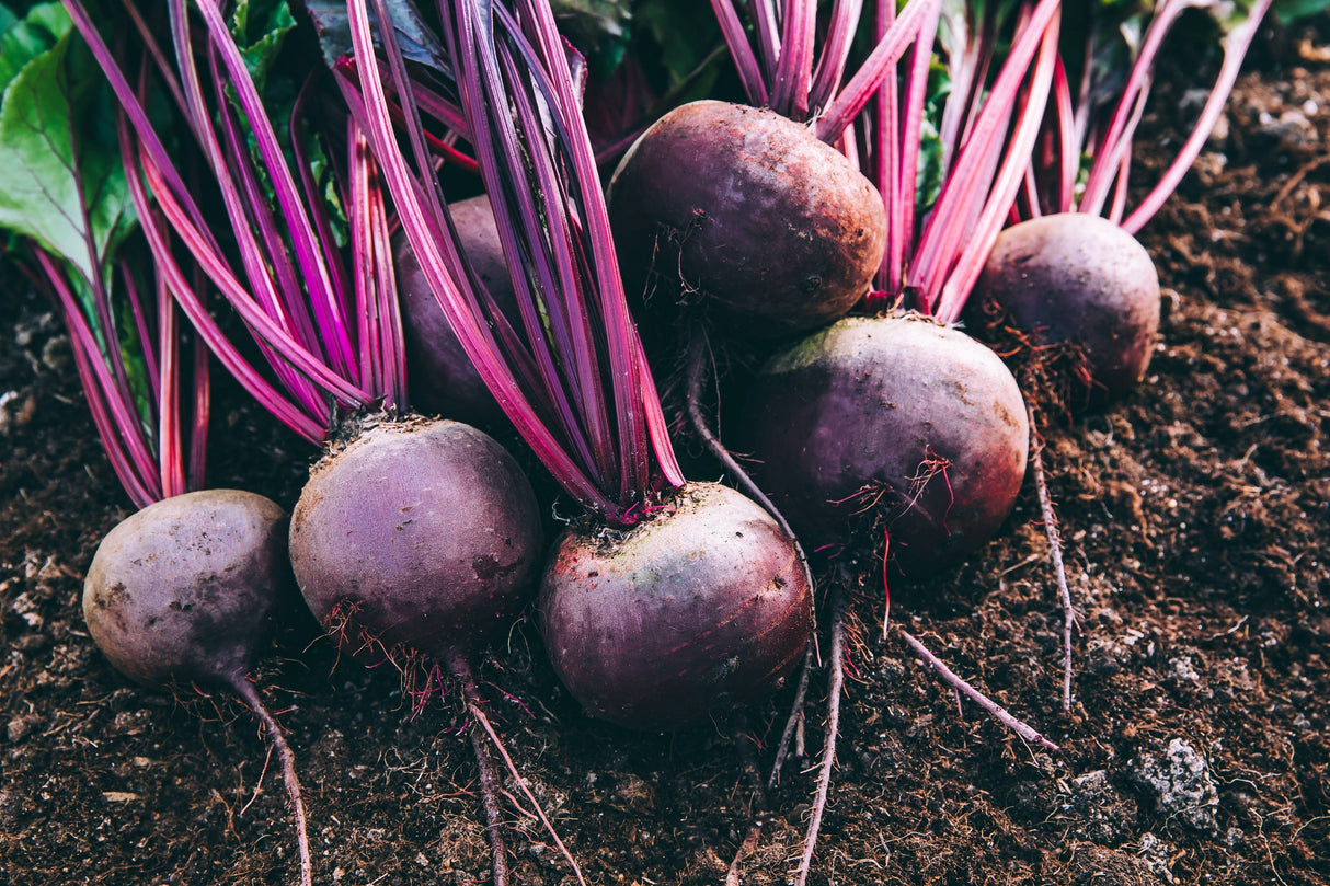 250 DETROIT Dark RED BEET Heirloom Beta Vulgaris Vegetable Seeds