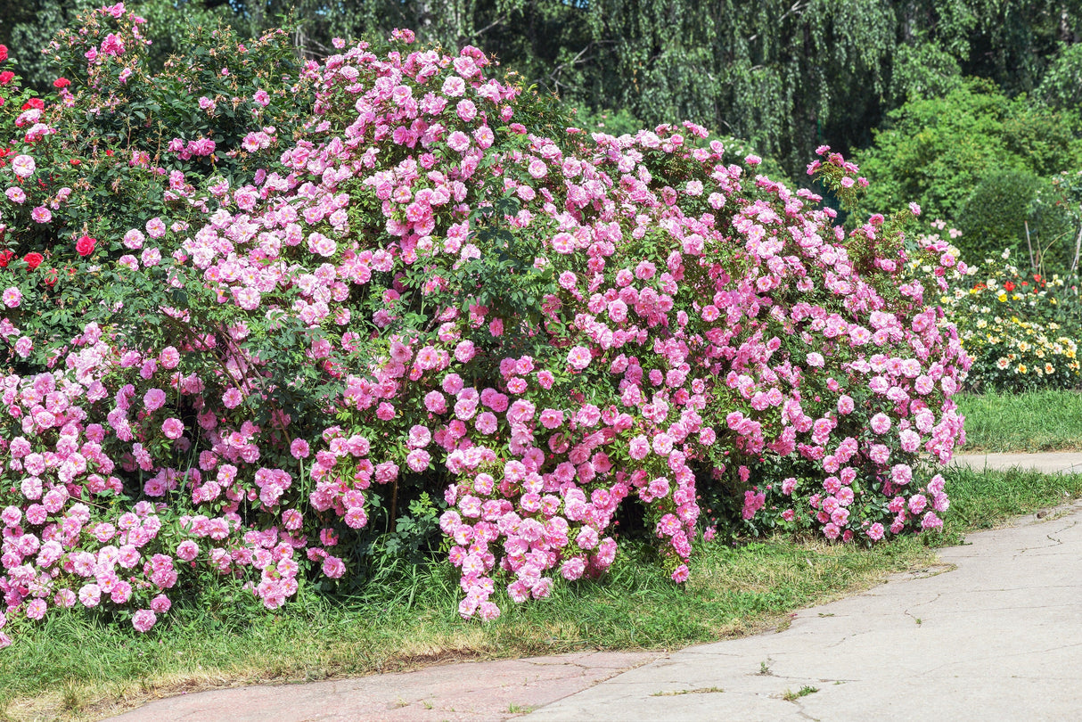 5 PINK CLIMBING ROSE Rosa Bush Vine Climber Fragrant Butterfly Flower Seeds