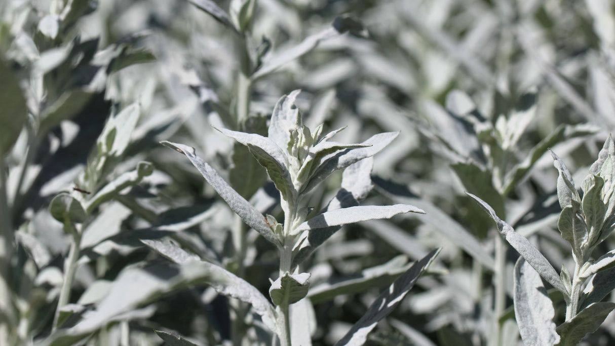 200 PRAIRIE SAGE (Wormwood / Fringed Sagebrush / Sagewort) Artemisia Ludoviciana Flower Seeds