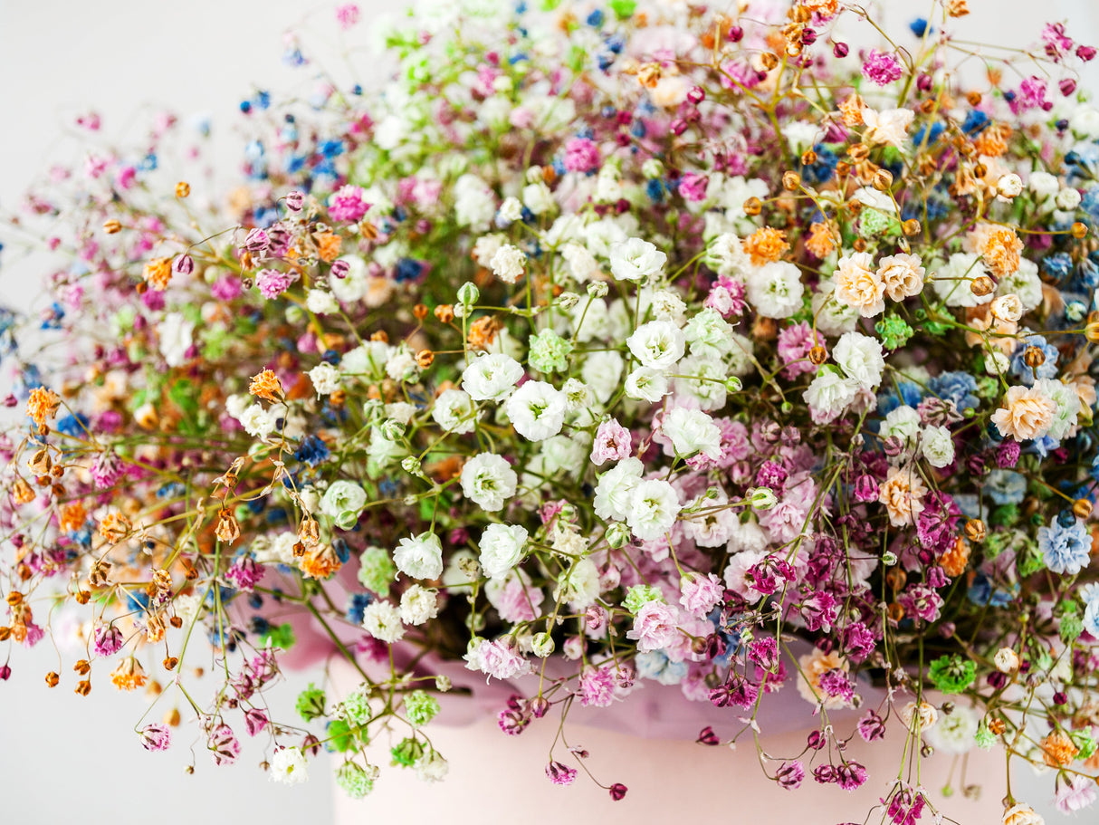 1000 White BABY'S BREATH 'Covent Garden' Gypsophila Elegans Flower Seeds