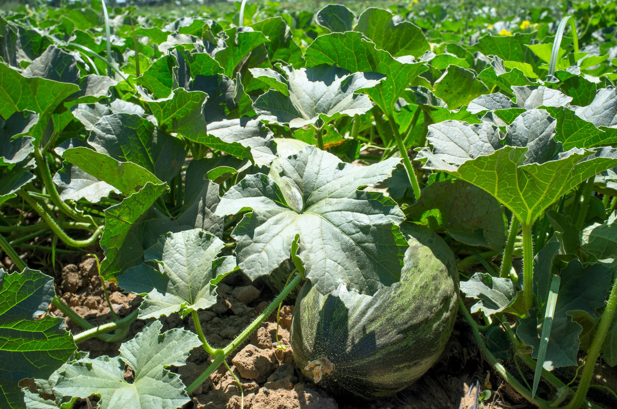 50 PIEL de SAPO MELON Santa Claus Christmas Melon Green Yellow Cucumis Melo Fruit Seeds