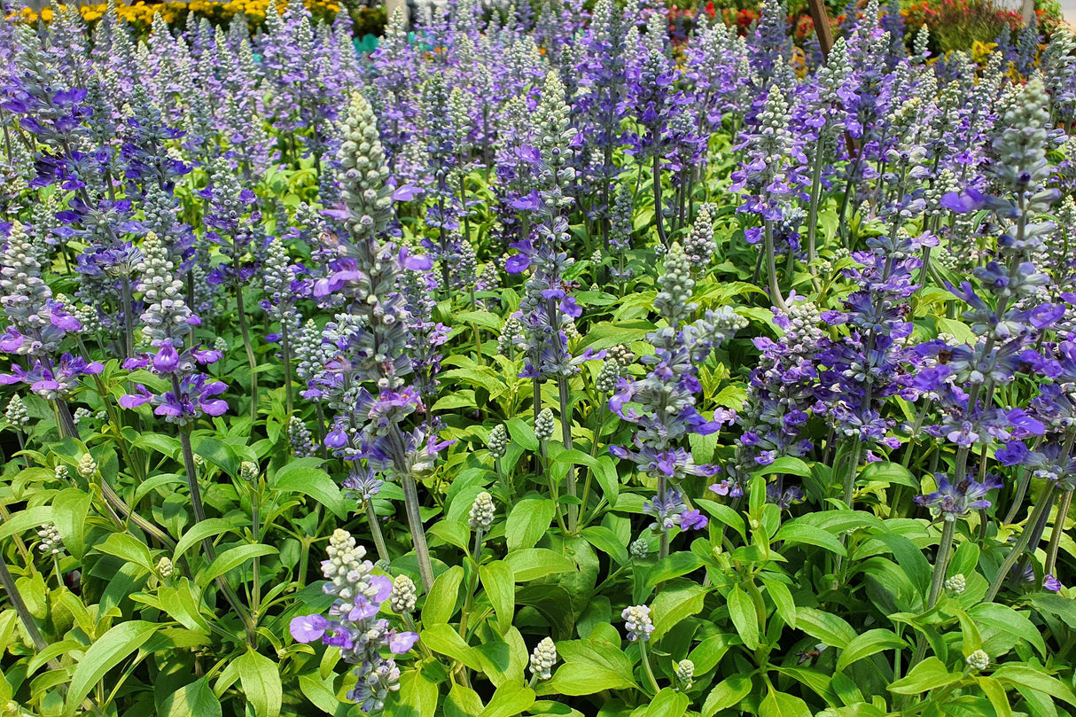 100 HOARY / DOWNY SKULLCAP Scutellaria Incana Flower Seeds