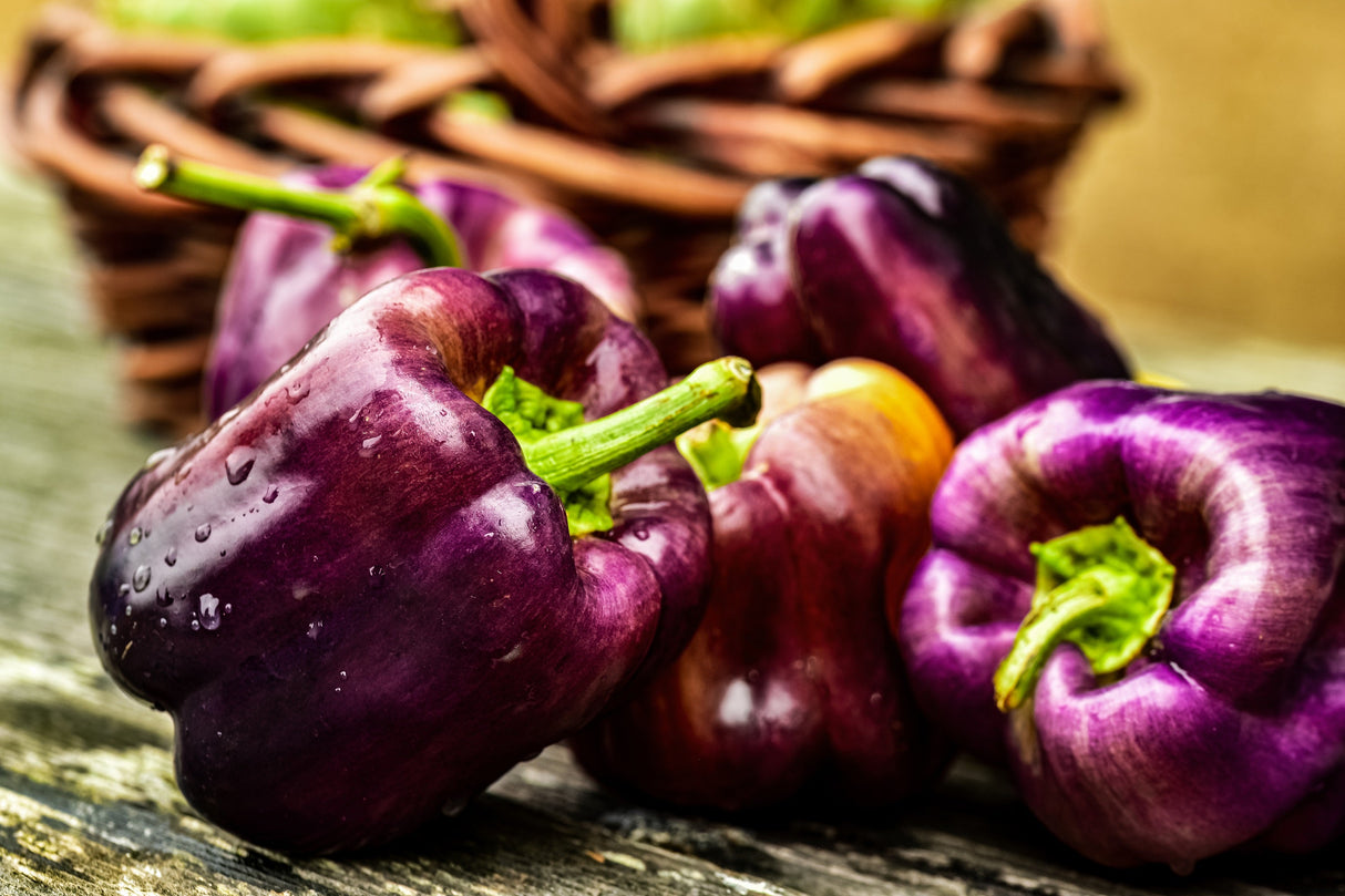 100 LILAC BELL PEPPER Capsicum Annuum Sweet Mild Purple Vegetable Seeds