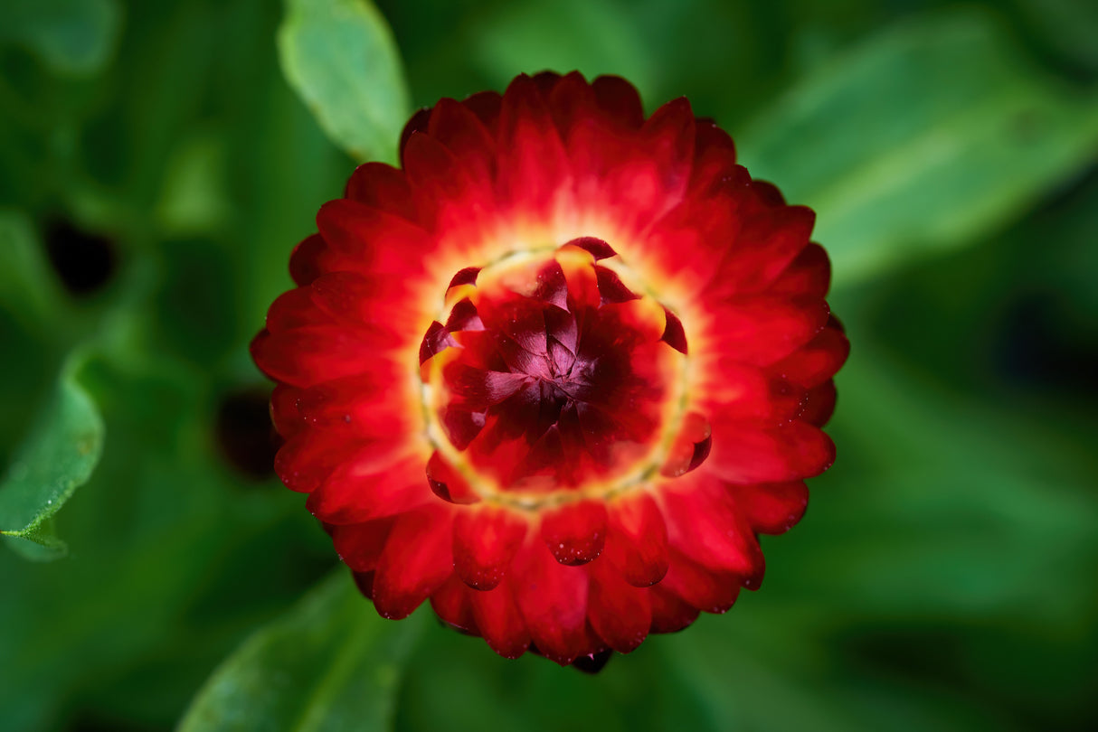 100 Red FIRE BALL STRAWFLOWER Xerochrysum Bracteatum Helichrysum Monstrosum Flower Seeds