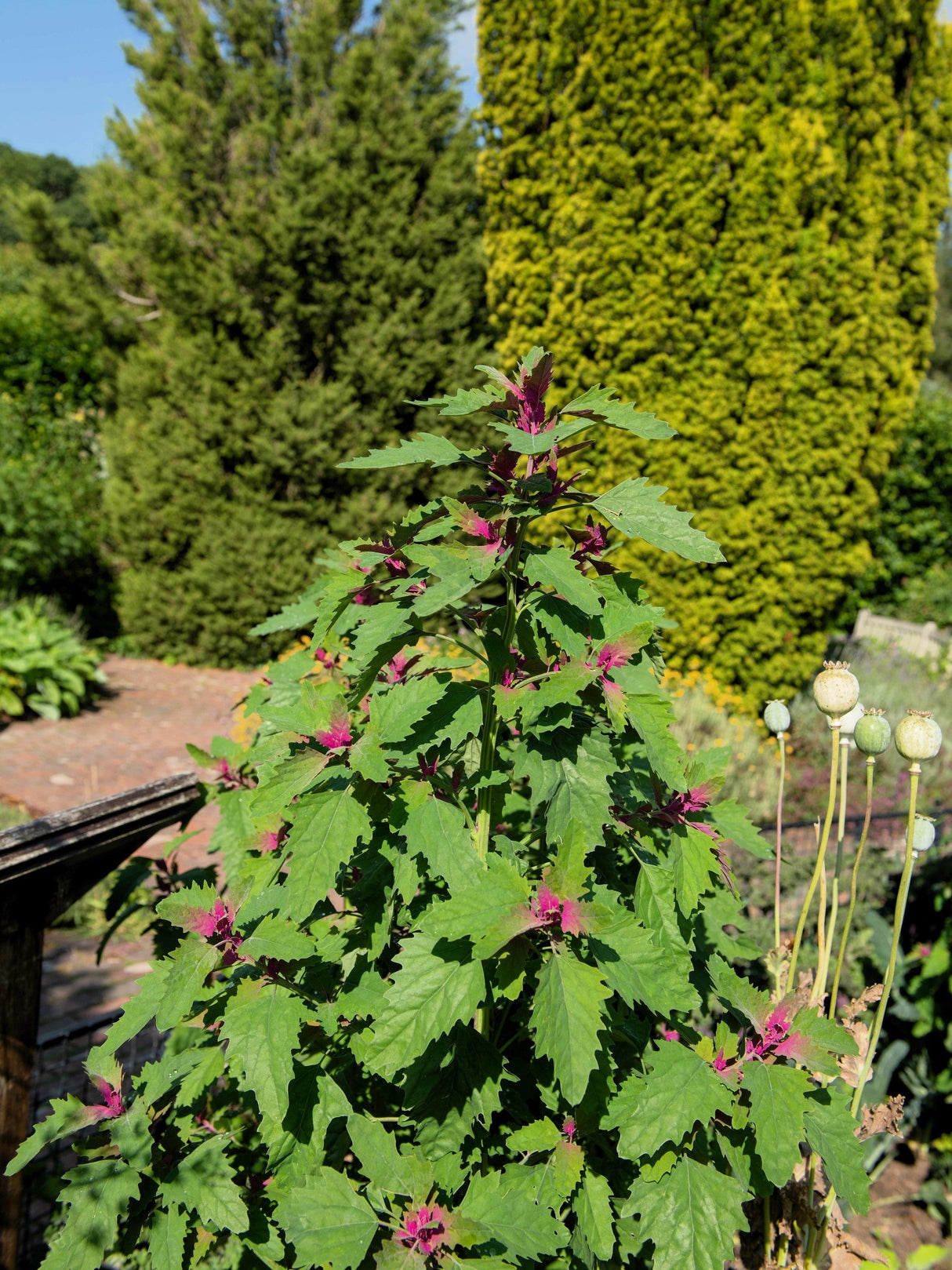 100 GIANT GOOSEFOOT Chenopodium Giganteum Purple Magenta Spreen Vegetable Seeds