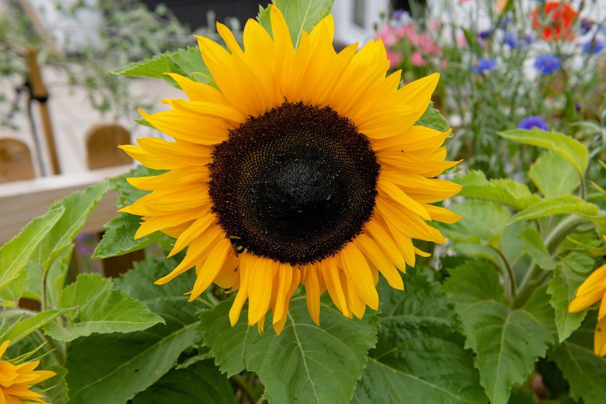 30 INCREDIBLE DWARF SUNFLOWER Helianthus Annuus Flower Seeds