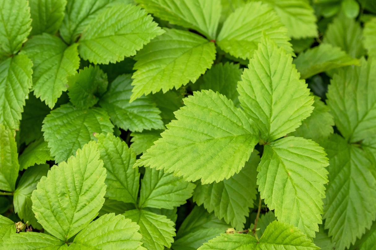 10 ARCTIC RASPBERRY Nagoonberry Rubus Arcticus Red Berry Fruit Bramble Seeds