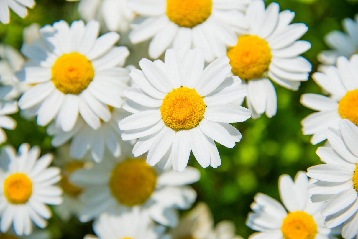 100 White DWARF CREEPING DAISY Chrysanthemum Paludosum Leucanthemum Flower Seeds