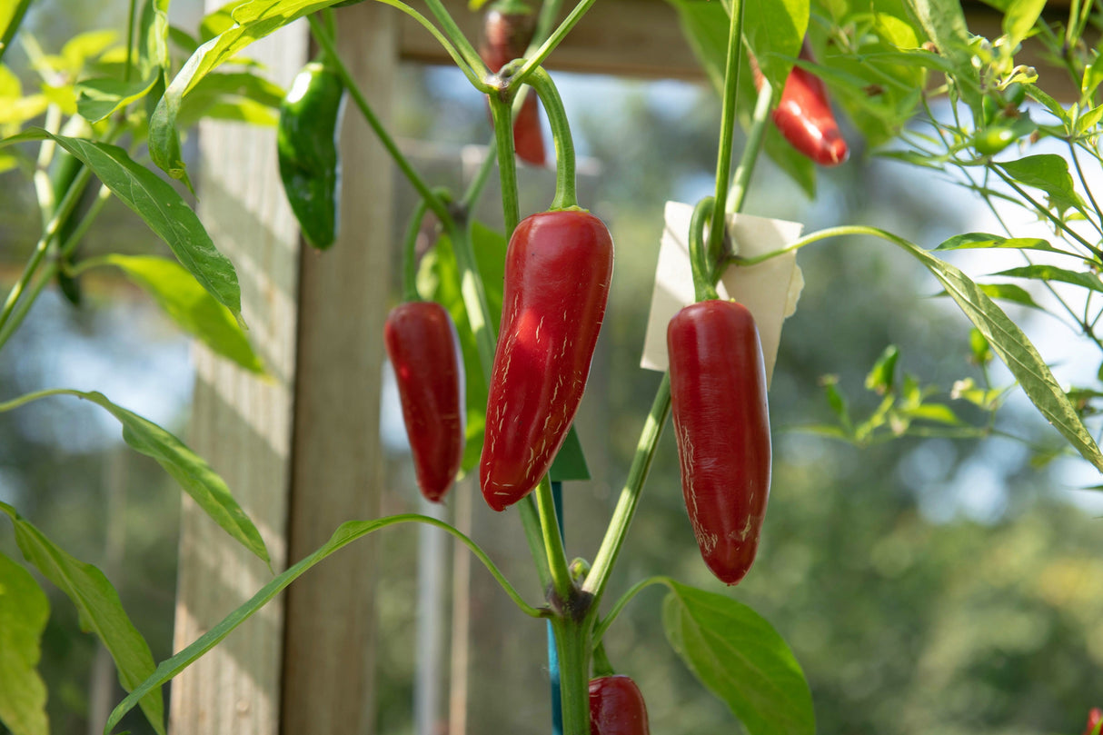 400 EARLY JALAPENO PEPPER Green Medium Hot Capsicum Annuum Mexican Chili Vegetable Seeds