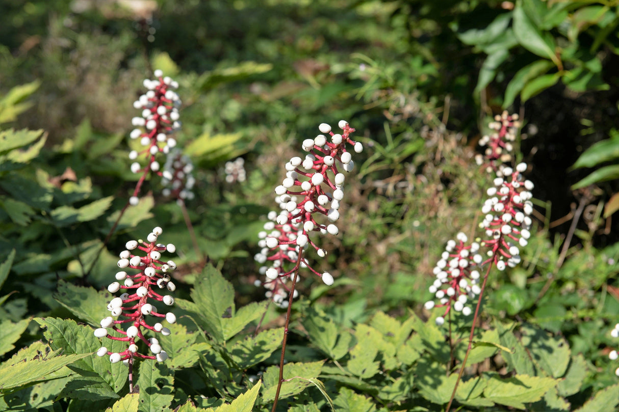 10 DOLL'S EYES Flower White Baneberry Cohosh Actaea Pachypoda Alba Seeds