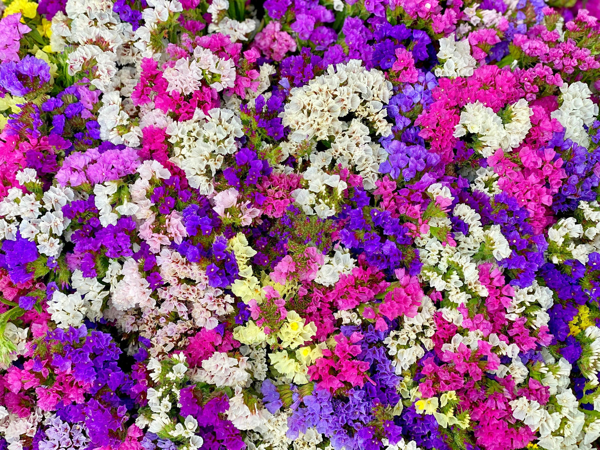 50 Pacific Mix STATICE (Sea Lavender) Mixed Colors Limonium Sinuatum Flower Seeds