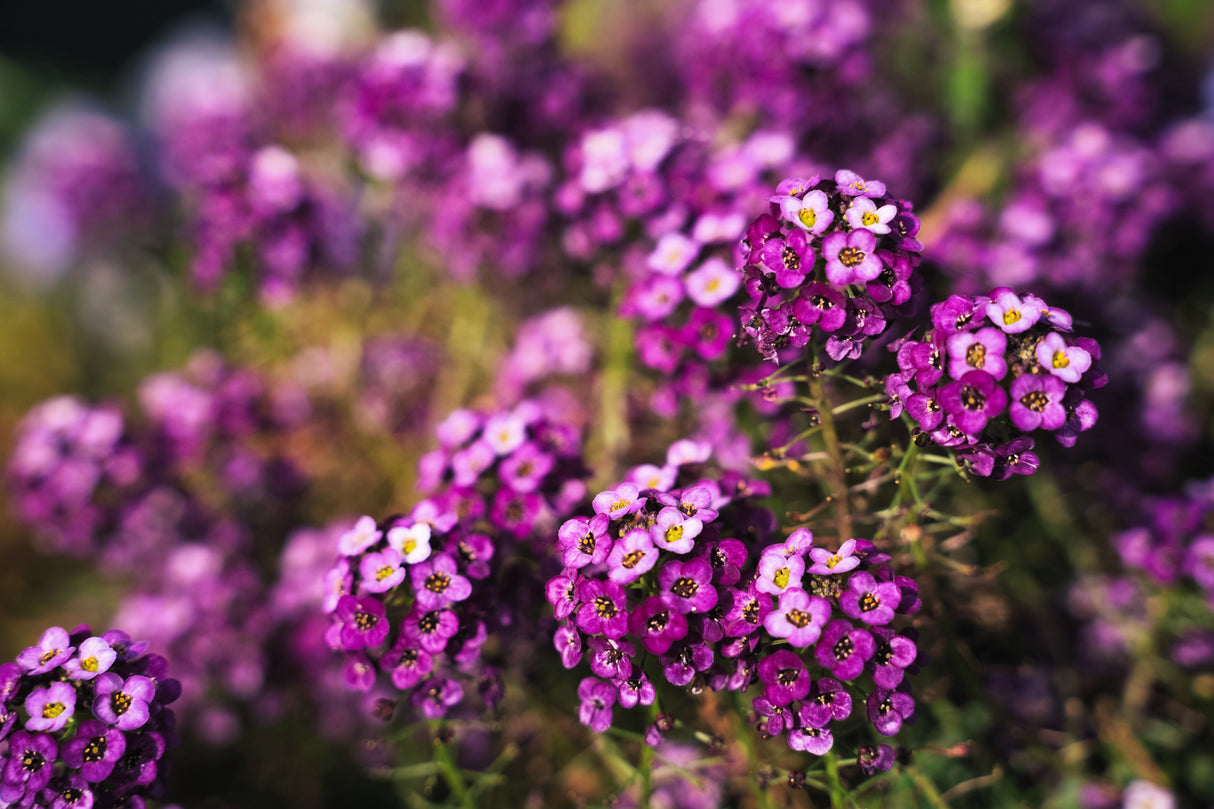 100 EASTER BONNET ALYSSUM Lobularia Maritima Bright Violet Purple Flower Seeds