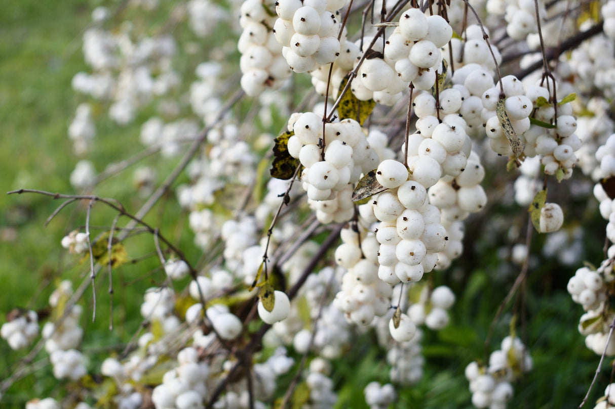 10 Dwarf CREEPING SNOWBERRY Shrub White Pink Flower Symphoricarpos Mollis Seeds