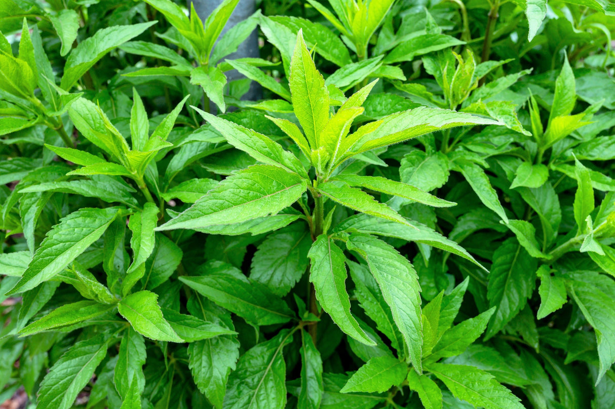 20 HEMP AGRIMONY Eupatorium Cannabinum Raspberries & Cream Flower Seeds