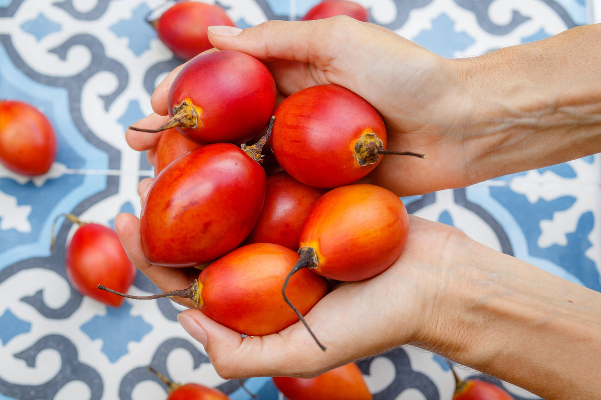 10 TAMARILLO / TREE TOMATO Cyphomandra Betacea Solanum Fruit Tree Seeds