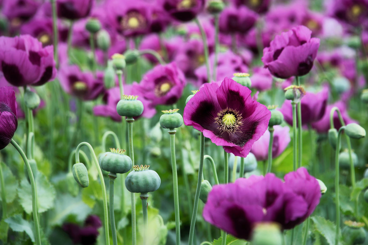 1000 HUNGARIAN BREADSEED POPPY Papaver Somniferum Purple Blue Flower Seeds