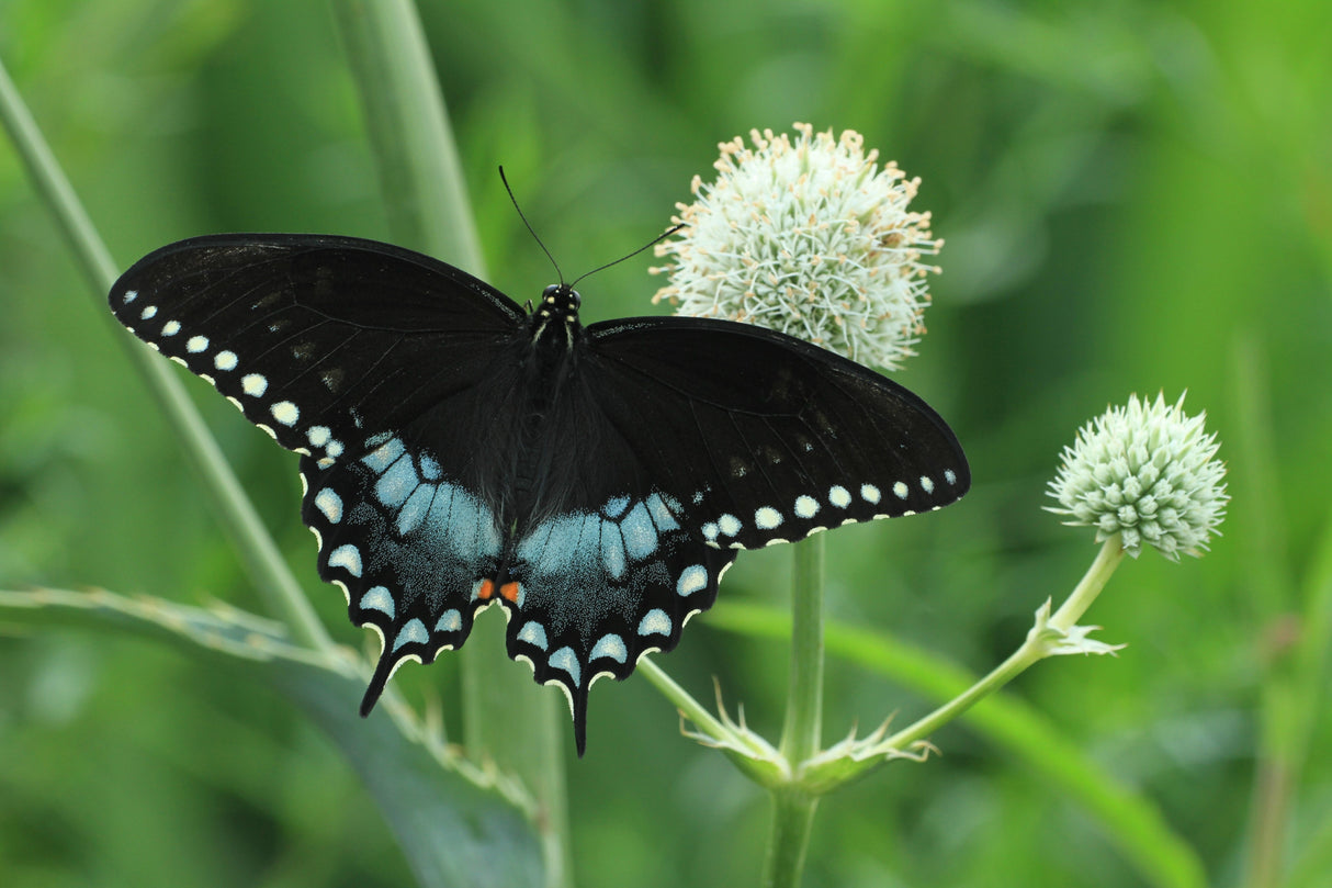 200 RATTLESNAKE MASTER / Button Snakeroot Eryngium Yuccifolium Flower Seeds
