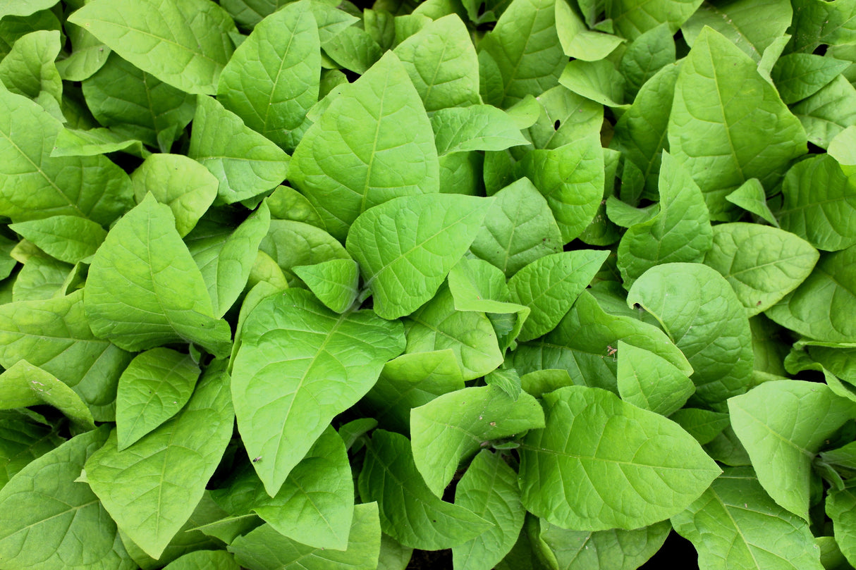250 AZTEC TOBACCO Midewiwan Sacred Nicotiana Rustica Yellow Flower Herb Seeds