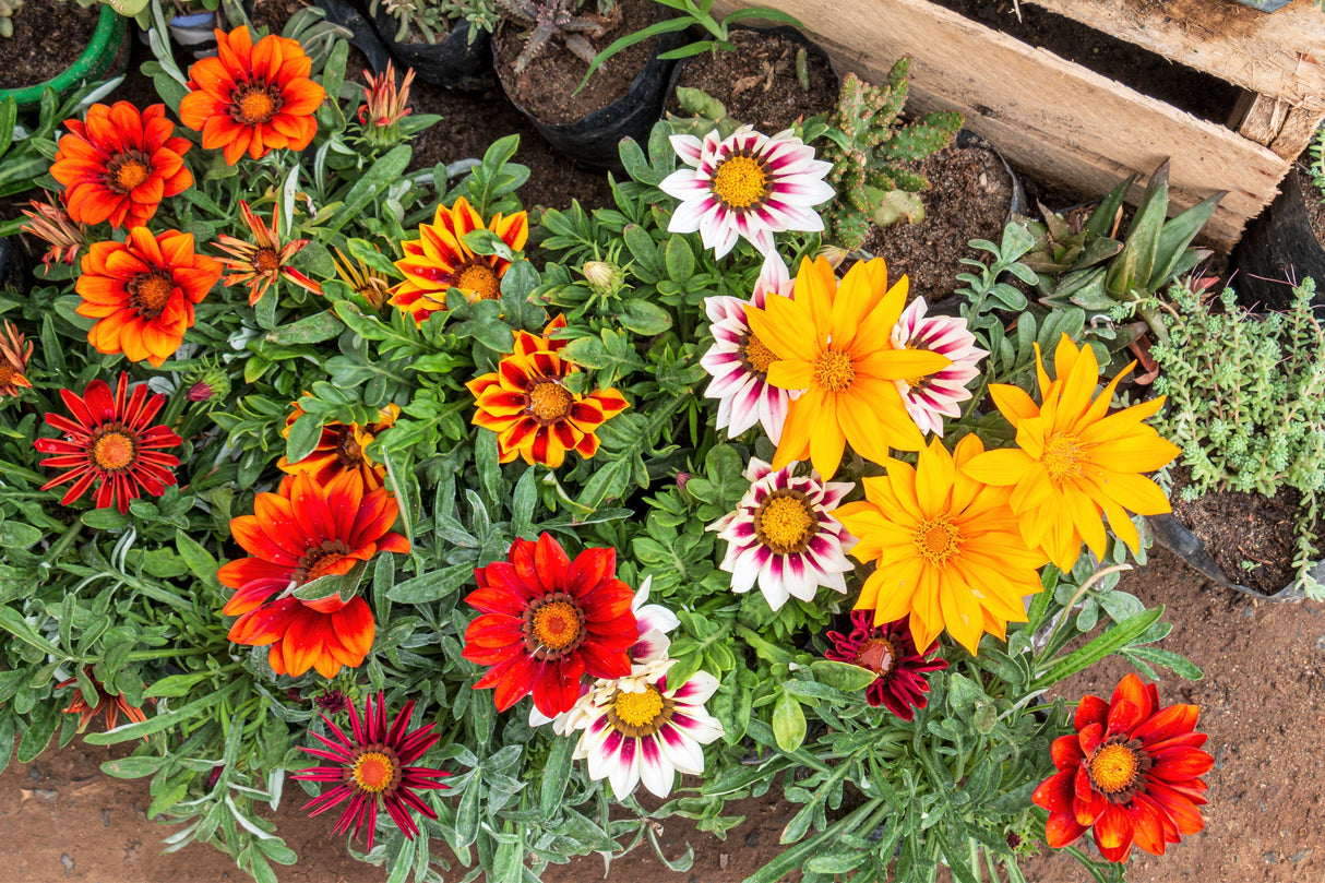 30 Mixed Colors GAZANIA Rigens Treasure Flower Seeds