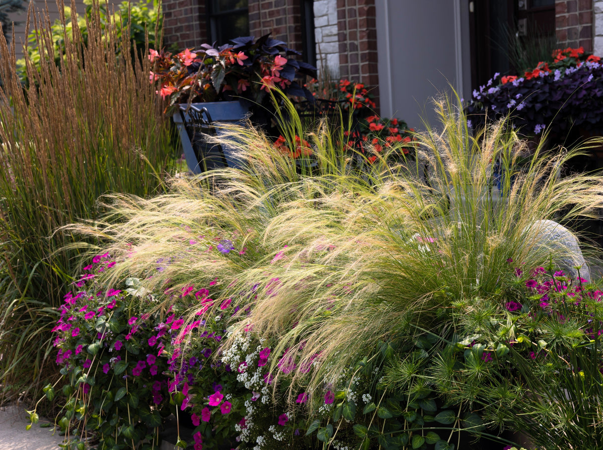 25 MEXICAN FEATHER GRASS Pony Tails Ornamental Stipa Tenuissima Nassella Seeds Wind Whisp