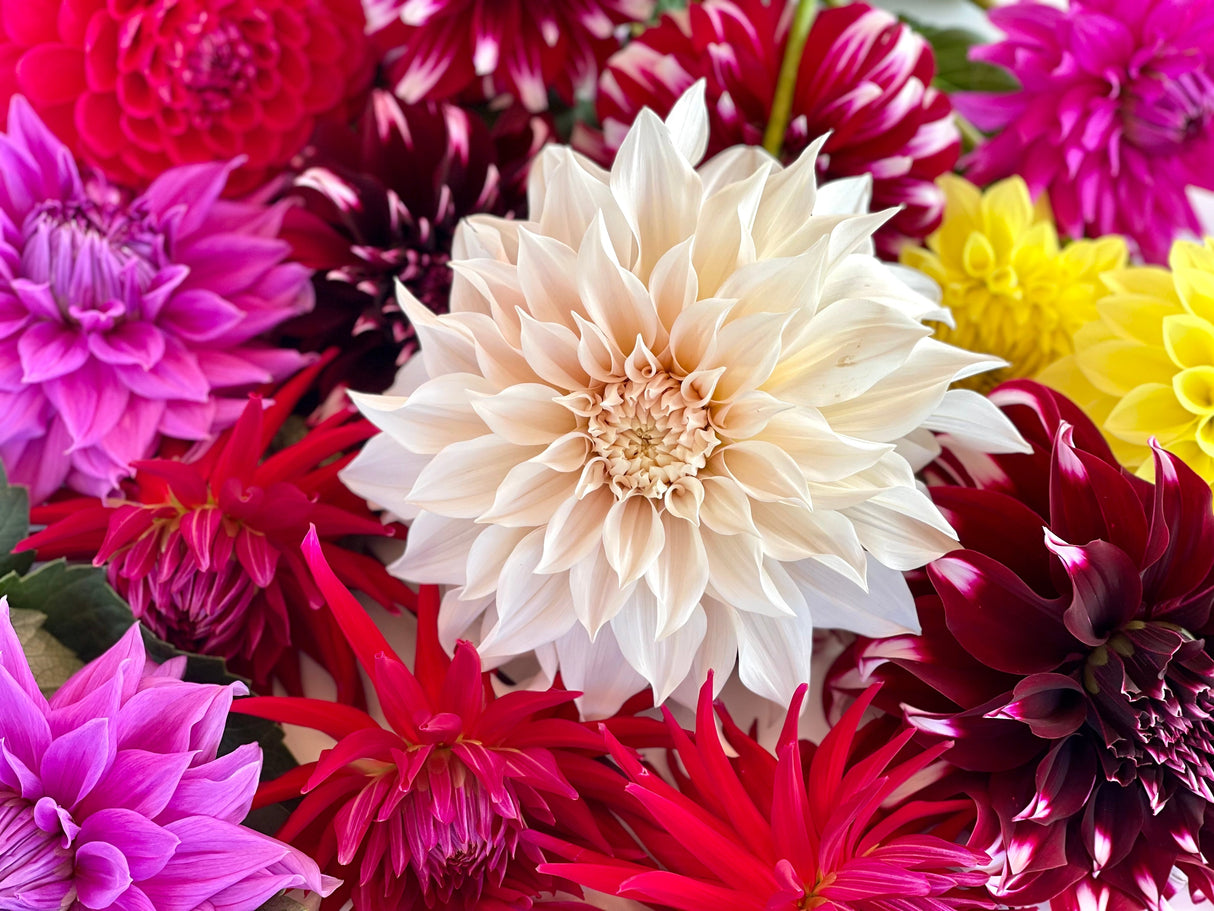 50 EARLY BIRD DAHLIA Mixed Colors Flower Seeds