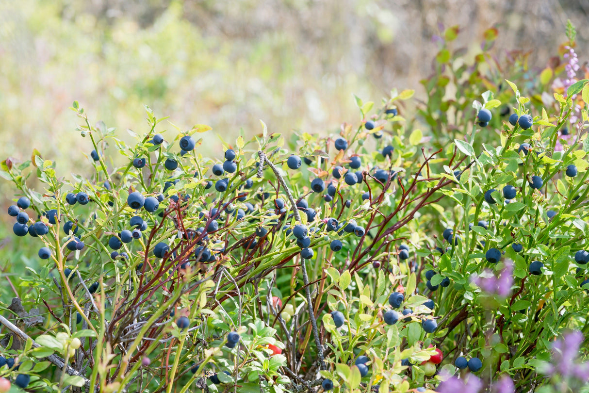 20 Common BILBERRY Fruit Shrub European Blueberry Vaccinium Myrtillus Seeds