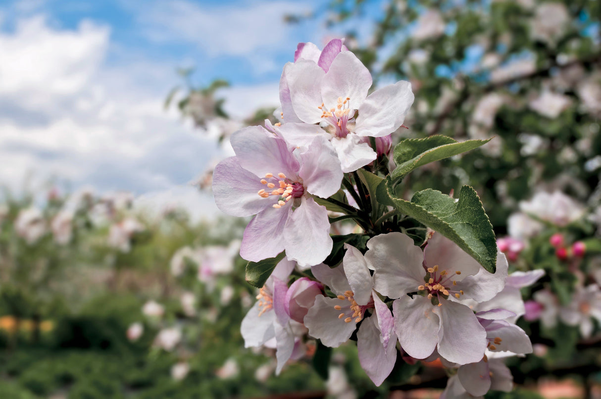 25 PARADISE APPLE Red Delicious Common Malus Pumila Domestica Fruit Tree Seeds