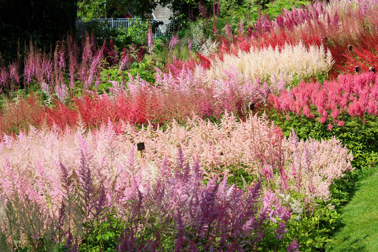 50 MIXED Colors ASTILBE BUNTER Astilbe Simplicifolia Shade Red White Purple Pink Flower Seeds