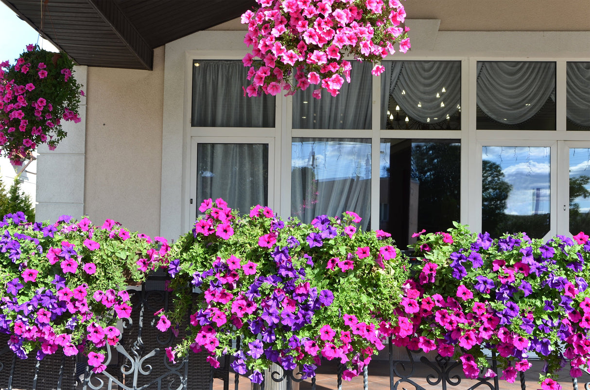 200 Mixed LAURA BUSH PETUNIA Violacea Integrifolia Pink Purple Trumpet Flower Seeds