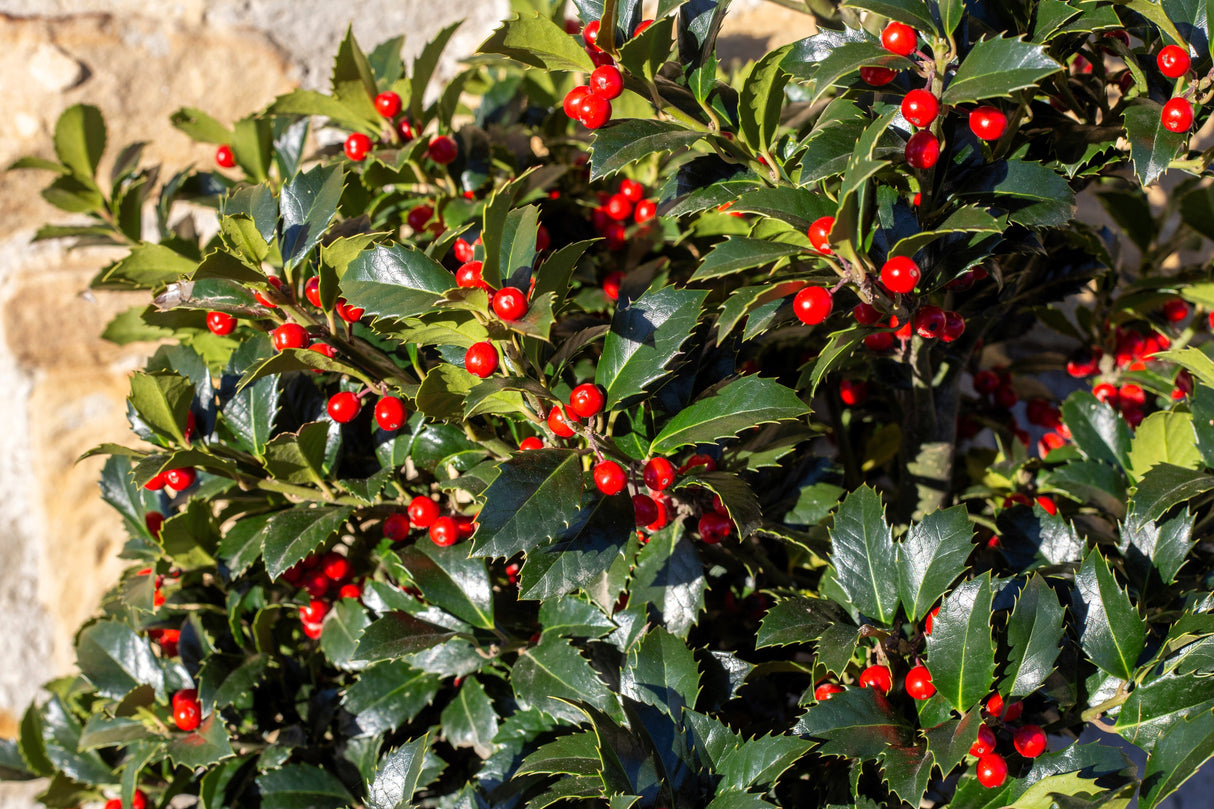 40 ENGLISH HOLLY Ilex Aquifolium aka European Common or Christmas Holly Evergreen Tree Shrub Berry Seeds