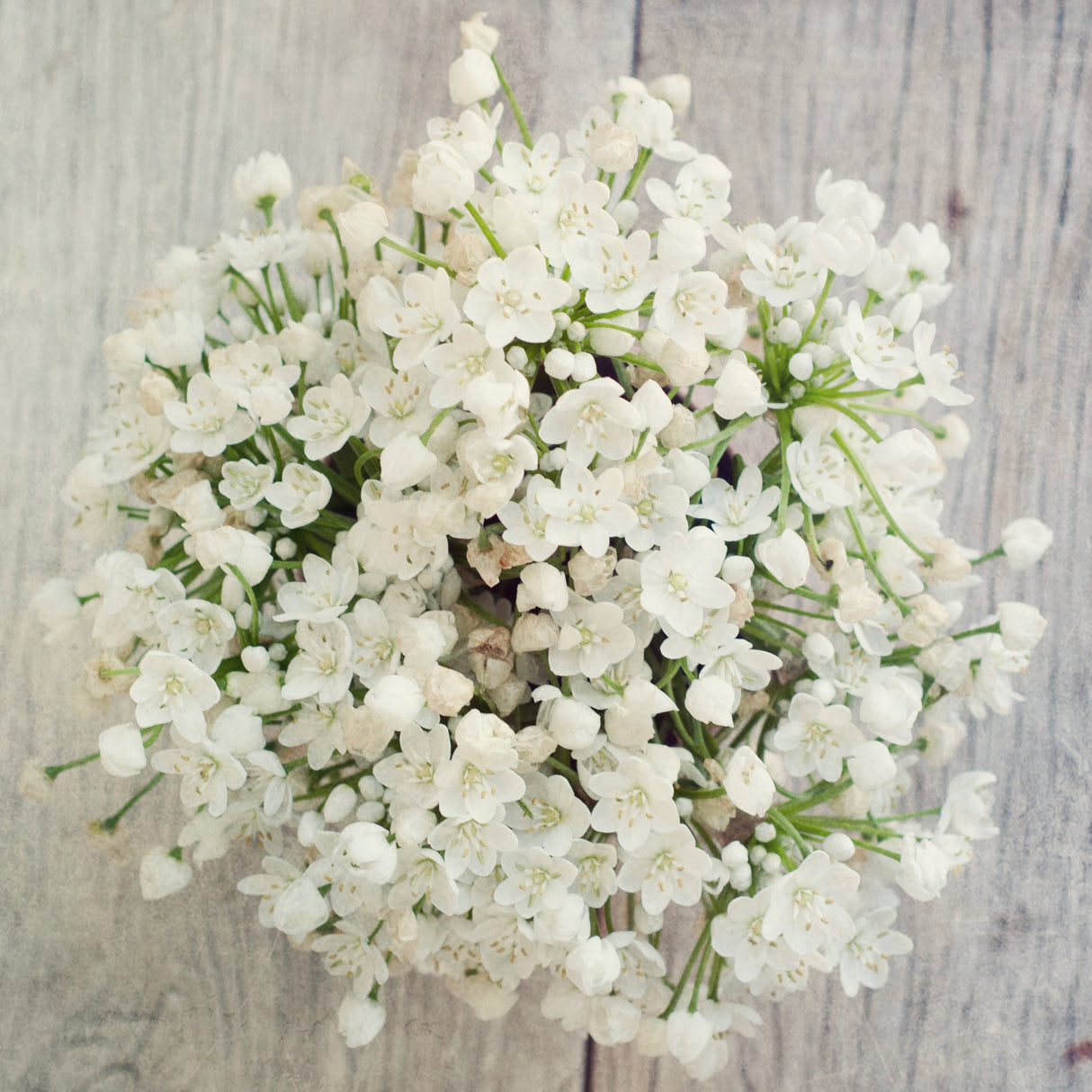 10 WHITE ALLIUM Neapolitanum Flowering or Naples Onion, Neopolitan or Daffodil Garlic Ornamental Flower Seeds