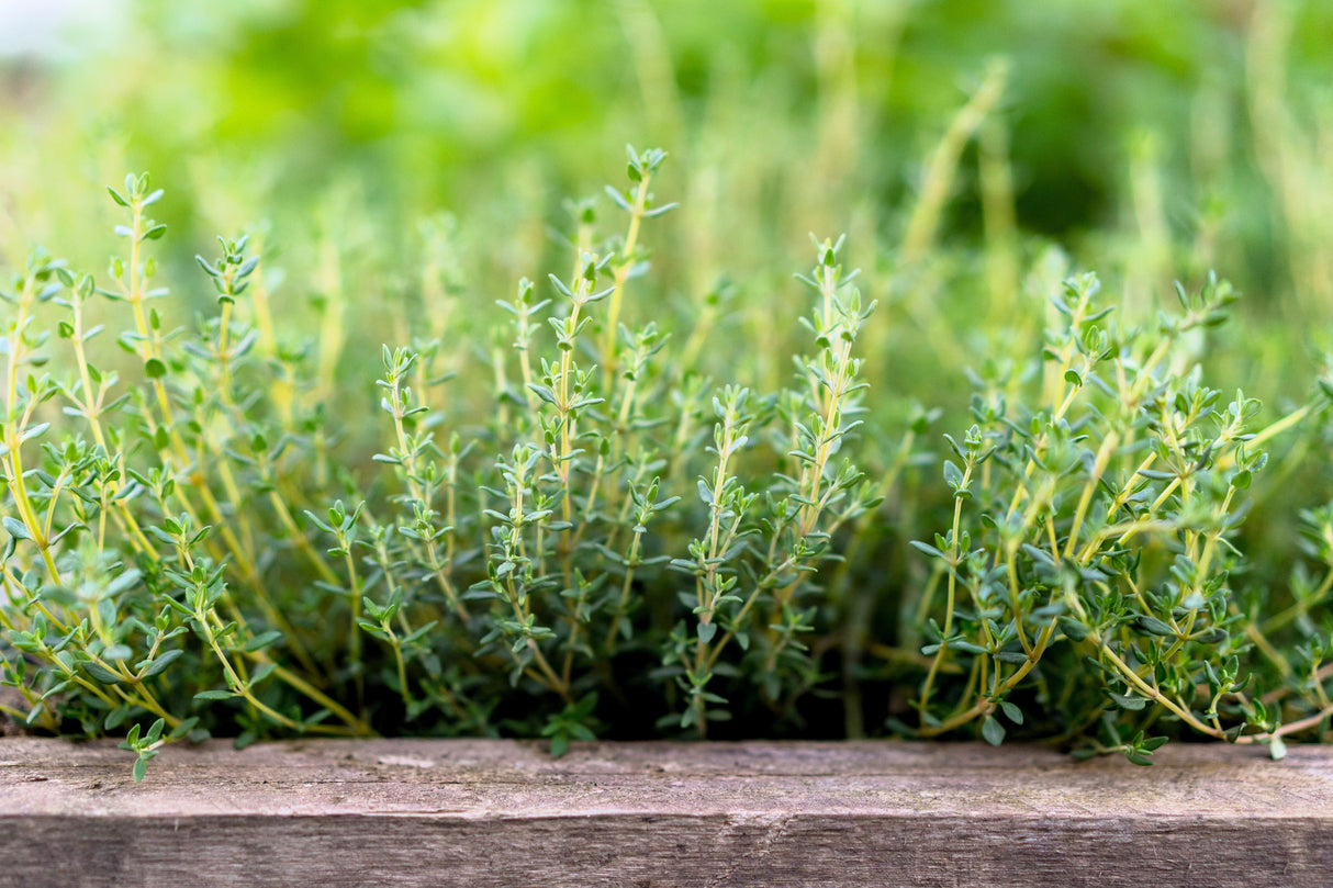 30 ORANGE THYME Orangelo Thymus Vulgaris Fragrantissimus Culinary Herb Seeds