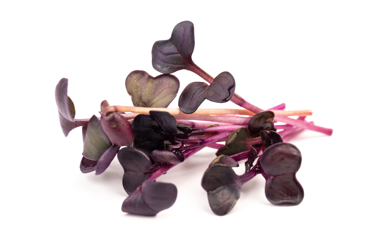 300 PURPLE PLUM RADISH Raphanus Sativus White Flesh Root Vegetable Seeds
