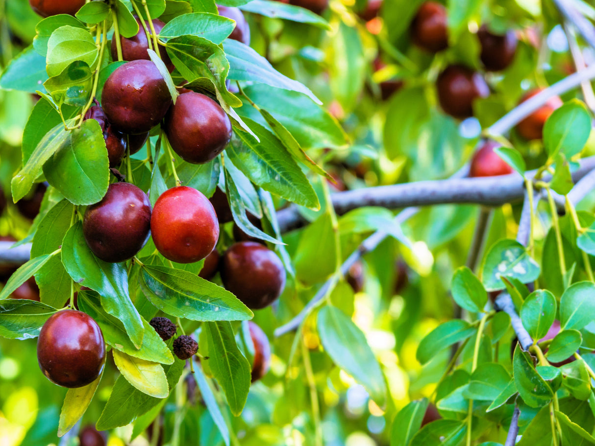 20 ASIAN DATE Jujube Ziziphus Spinosa Common Chinese Tsao Red Fruit Tree Seeds