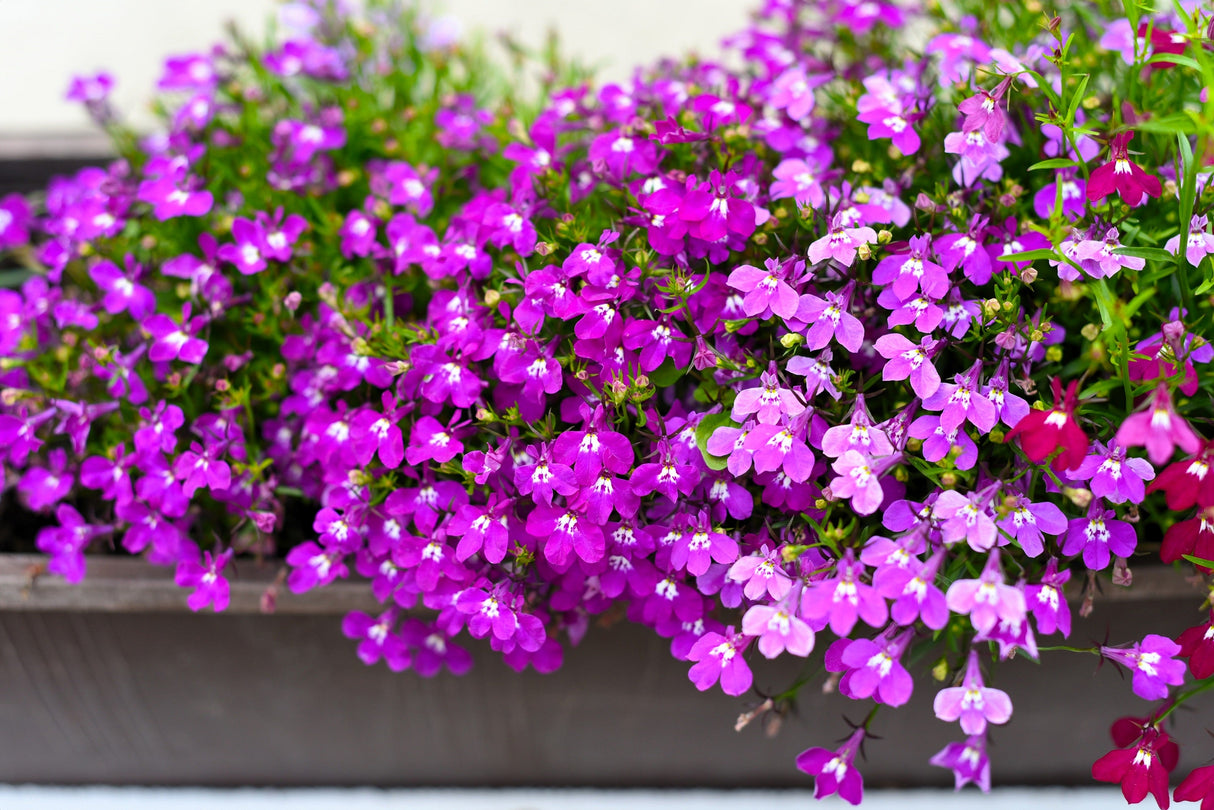 200 ROSAMOND LOBELIA Erinus Carmine Red & White Flower Seeds