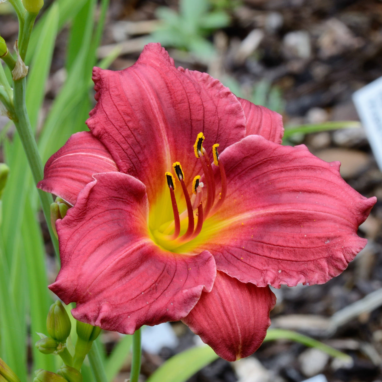 10 MIXED COLORS DAYLILY Hemerocallis Day Lily Fine Mix Red Purple Flower Seeds