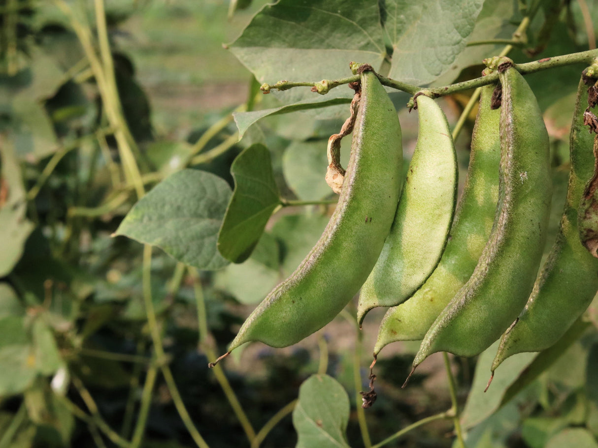 50 Speckled Dixie BUTTERPEA LIMA BEAN Phaseolus Vulgaris Bush Vegetable Seeds