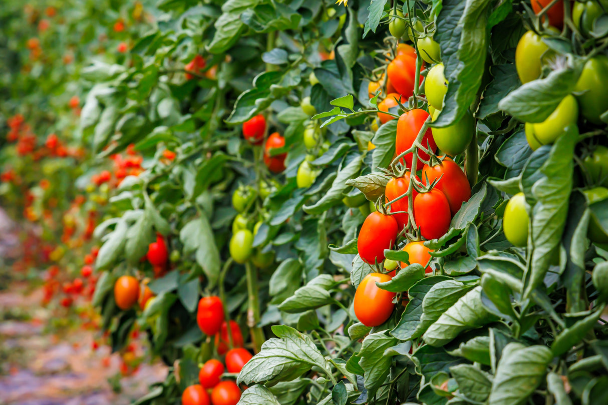 50 Organic AMISH PASTE TOMATO Red Heirloom Roma Type Lycopersicon Fruit Vegetable Seeds