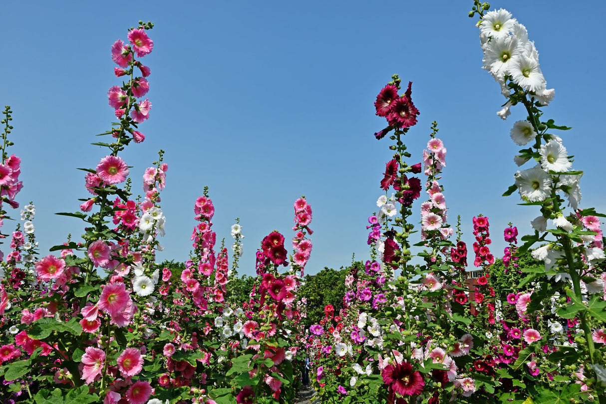 50 Mixed Colors HOLLYHOCK KING HENRY VIII Mix Alcea Rosea Flower Seeds